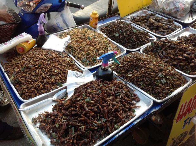 Est-ce que manger des insectes est halal ? Insectes comestibles .fr